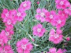 选购山东宿根花卉，为何如此划算？