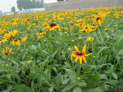 青州向阳宿根地被基地 薰衣草、假龙头、婆婆纳、马鞭草、鼠尾草——打造缤纷低维护景观