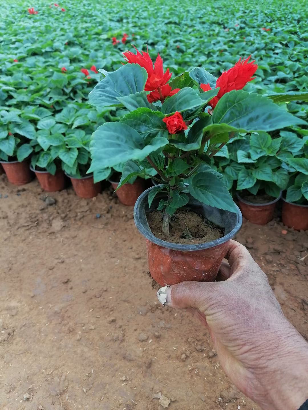 一串红 花海花带的点睛之笔，盆栽与苗木基地的专业之选
