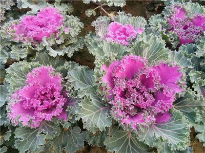 想买新品宿根草花，就到金丽花卉苗木