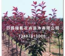 产品库建设在苗木花卉产业中的应用与发展