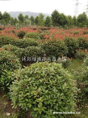 沭阳绿波花卉苗木场供应指南 江苏宿迁地区红叶石楠球、榉树、红叶李等苗木花卉全览