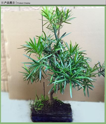 岭南盆景瑰宝 广东广州茂林园优质罗汉松选购指南